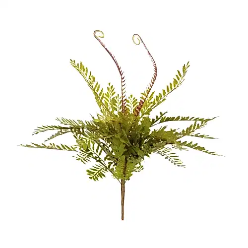 Fiddlehead Bush (40 CM)