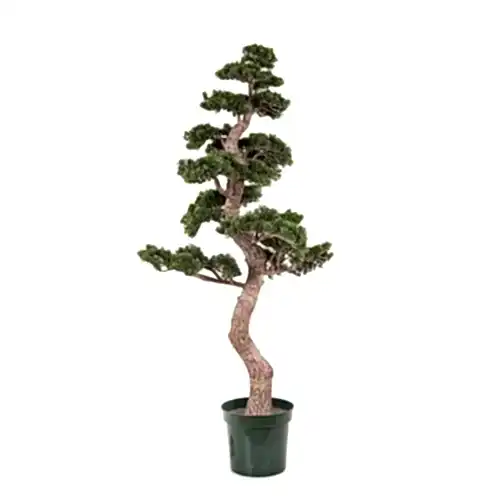 Cedar Bonzai Tree