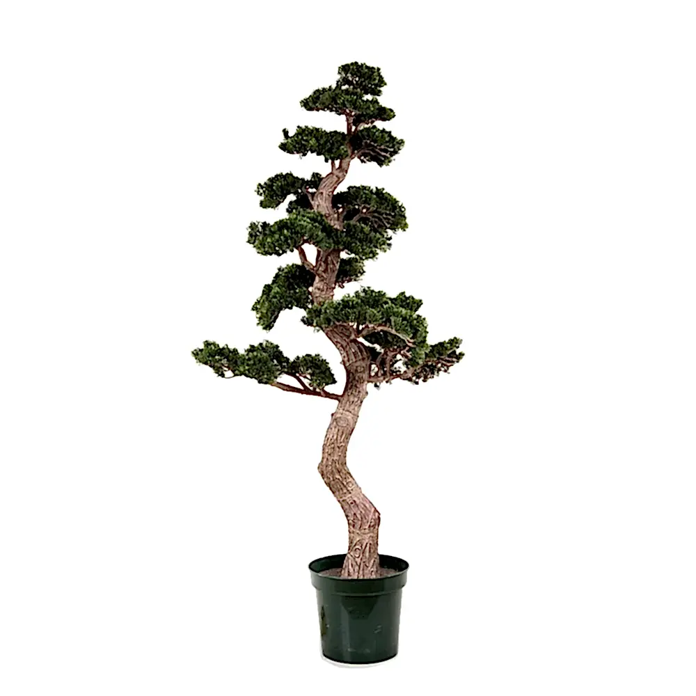 Ana Sayfa Bonsai Ağaçları