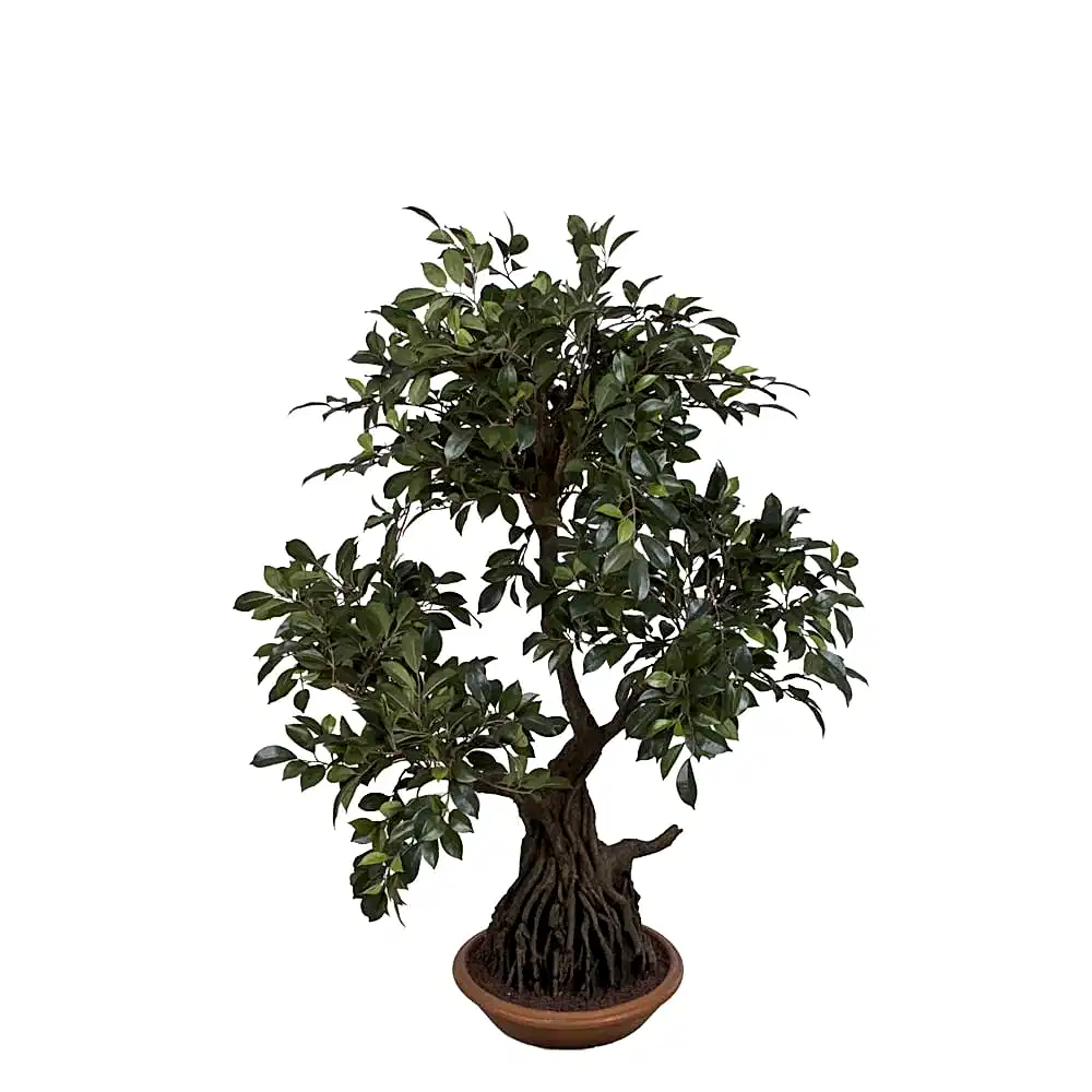 Ficus Foli Bonsai Green