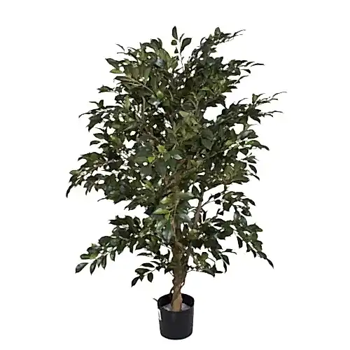 Ficus Folia