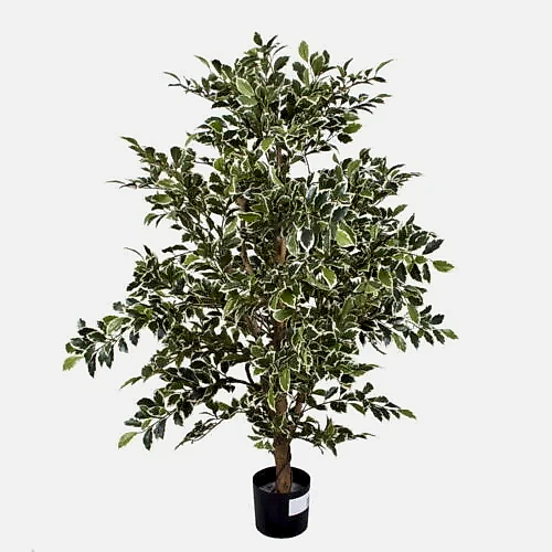 Ficus Folia Gold Green