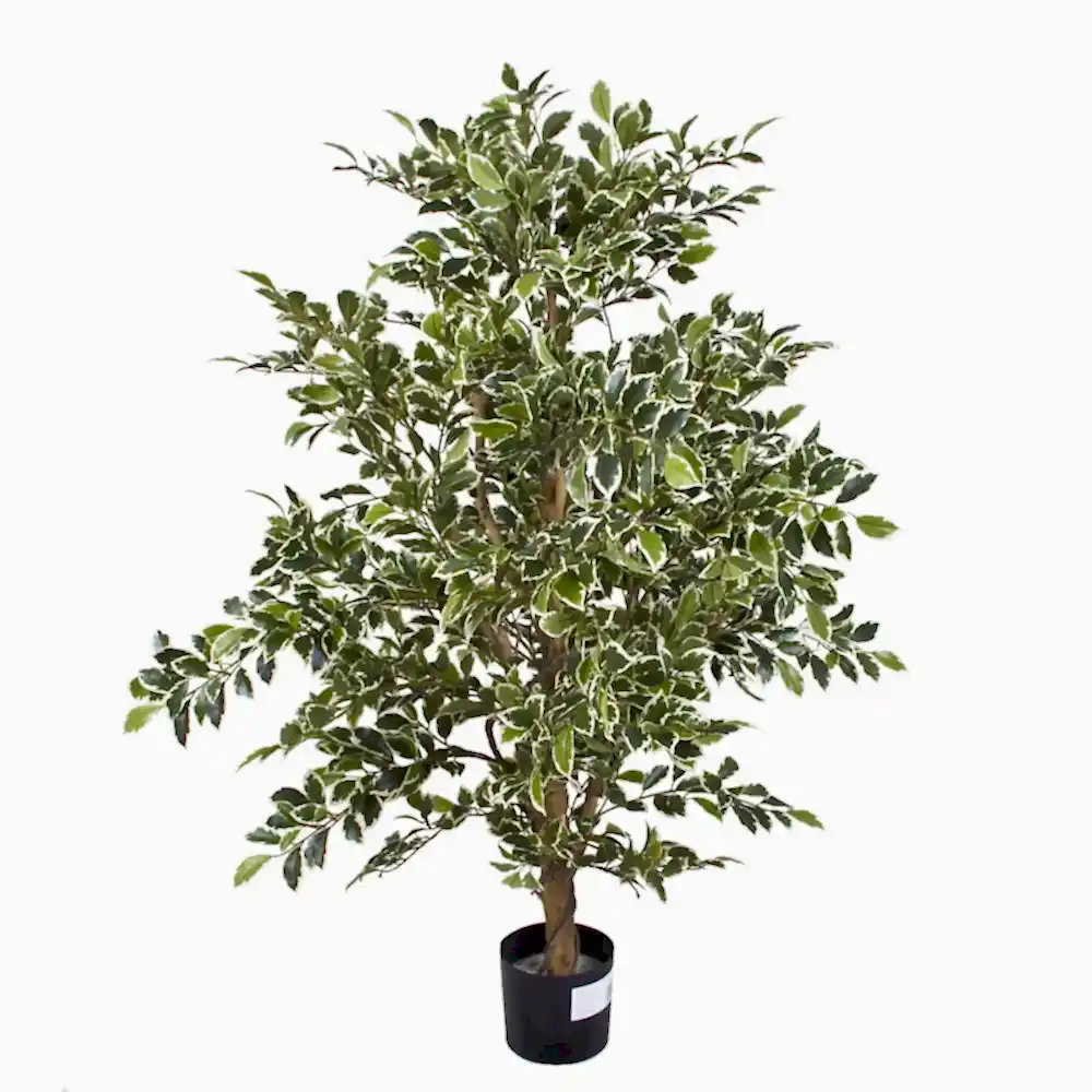 Ficus Folia Gold Green
