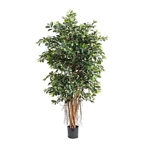 Ficus Retusa