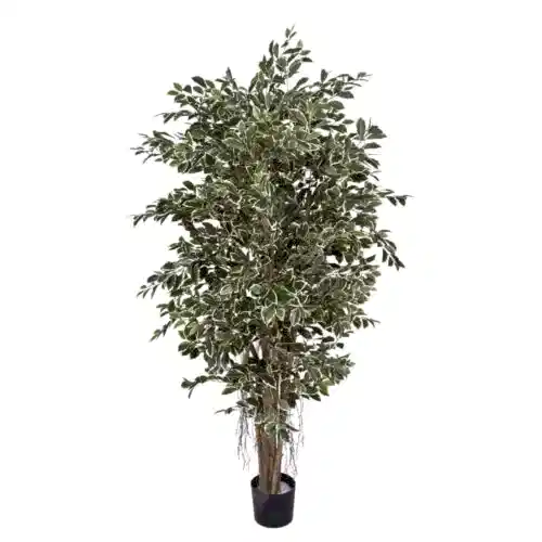 Ficus Retusa Green Cream(Küçük)