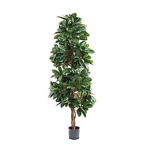 Natural Schefflera