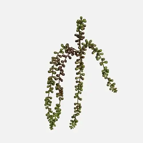 Succulent Brown Green