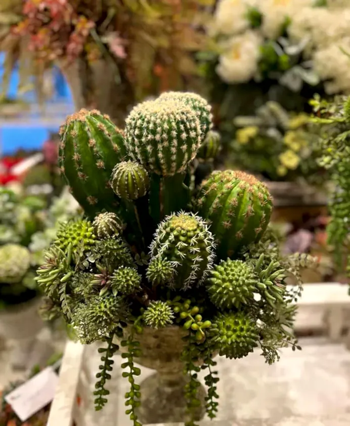 yapay-kaktüs-aranjmani