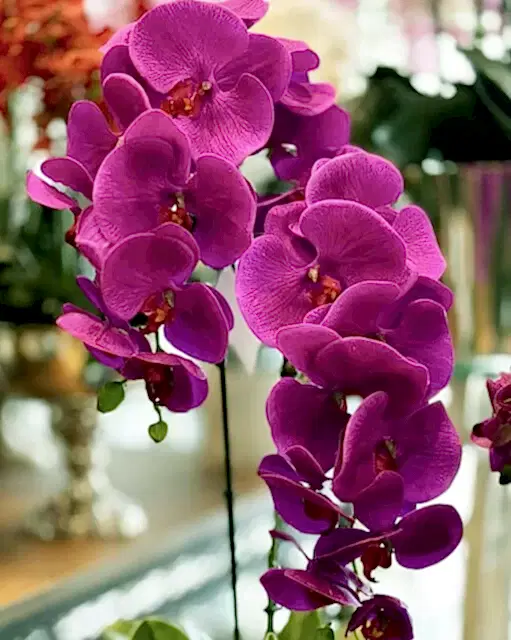 Yapay Orkide Fiyatları