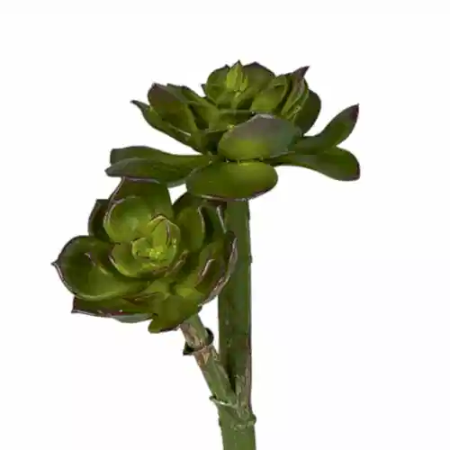 Yapay Echeveria Pick (25 CM)