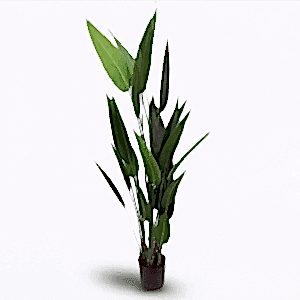 Geniş Yapraklı Ağaçlar