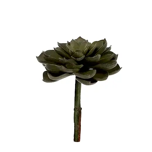 Yapay Echeveria Sukulent