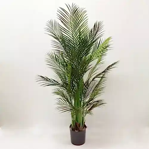 Yapay Palmiye Ağacı (165cm)