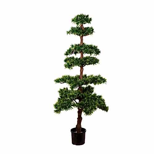 Podacarpus Tree (142cm)