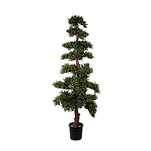 Boxwood Tree (178cm)