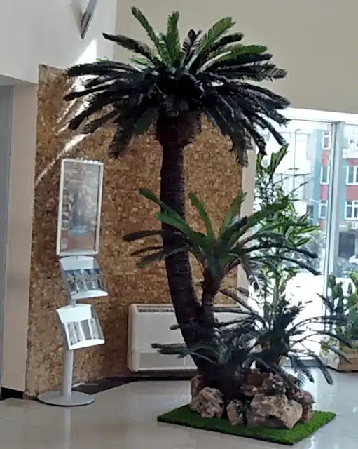 Arecaceae