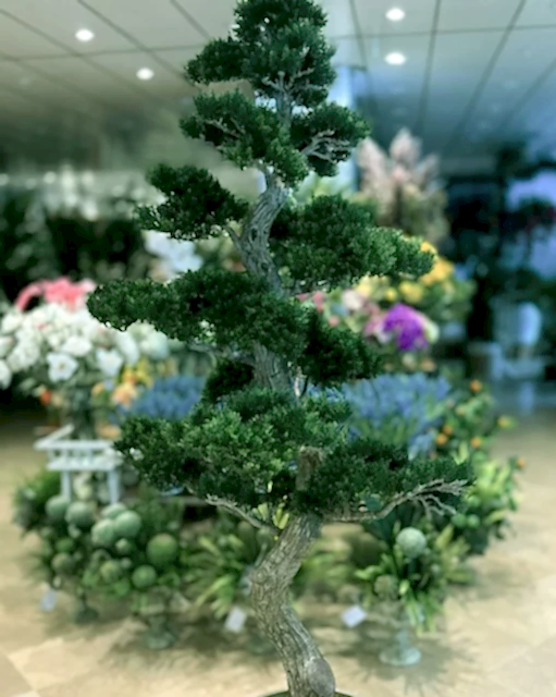 Dekoratif Bonsai Ağacı