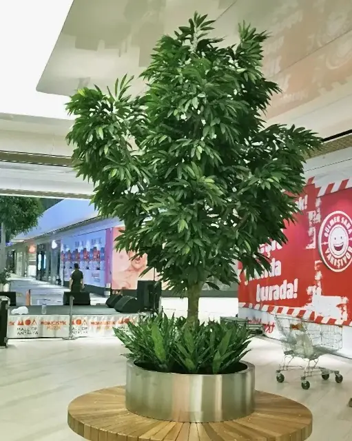 Geniş Yapraklı Ağaçlar