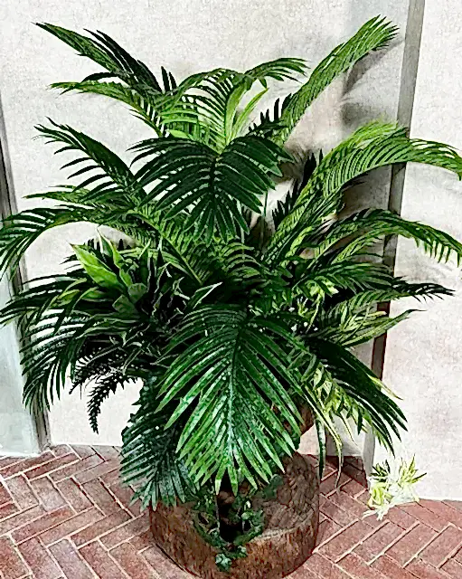 saksida-palmiye-agaci