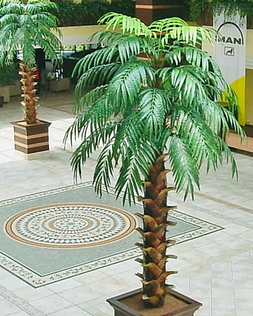 tropikal ağaç çeşitleri