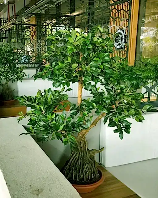 yapay büyük yapraklı ağaç