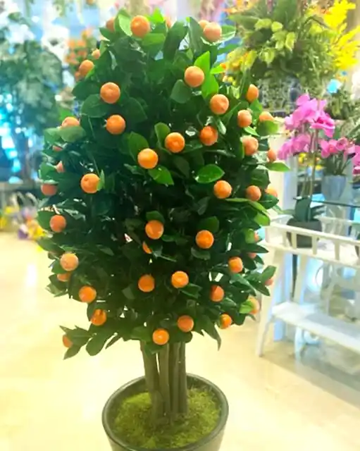 Yapay Meyveli Ağaç Çeşitleri