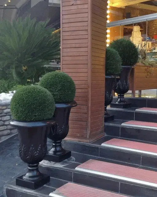 yapay top şimşir ağacı