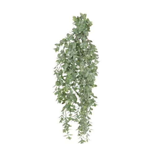 Sarkan Japon Sarmaşık