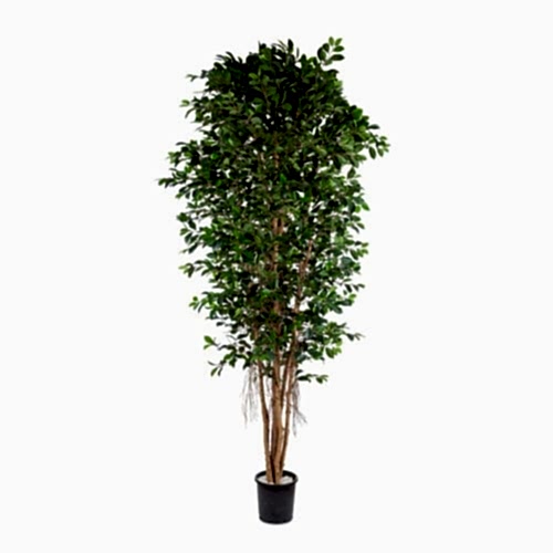 Yapay Ficus Retusa 210 Cm
