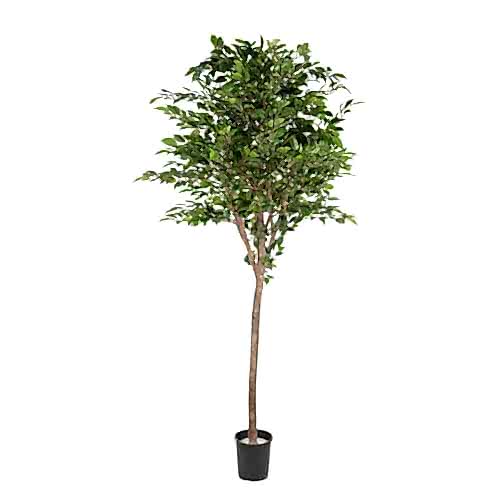 Yapay Ficus Natasia Ağaç 180 Cm