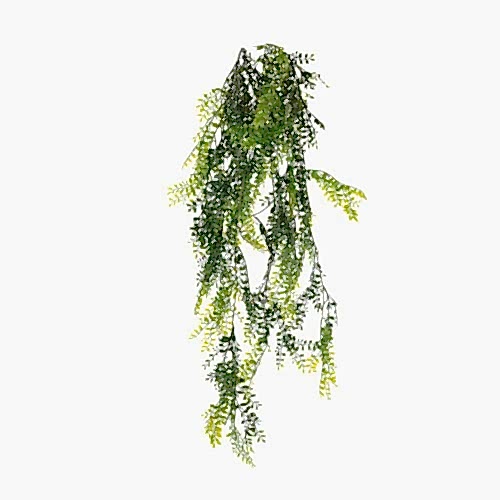 Japanese Pepper Bush