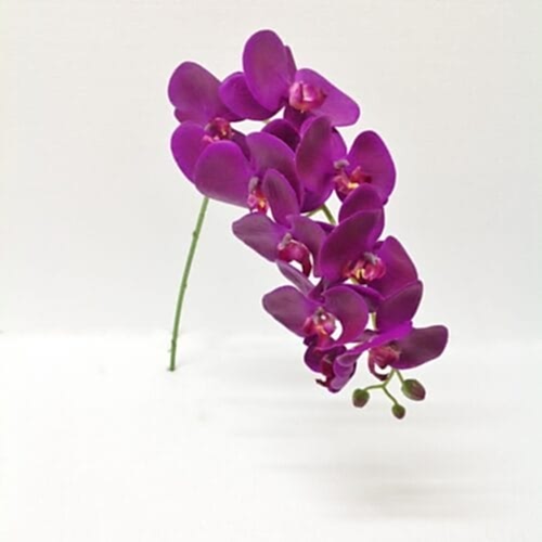 Phalaenopsis Spray