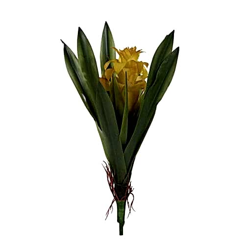 Guzmania Bush