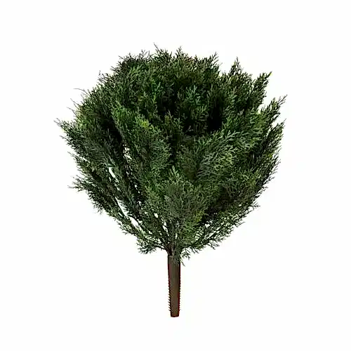 Cedar Bush (76cm)