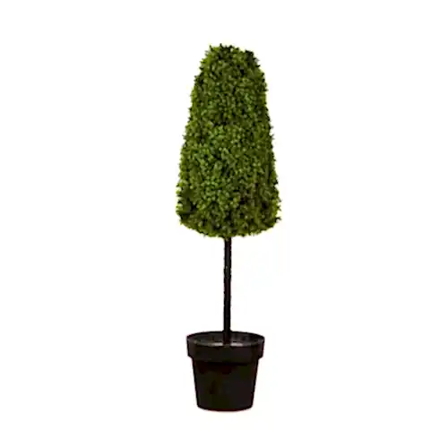 Boxwood Tree (90cm)