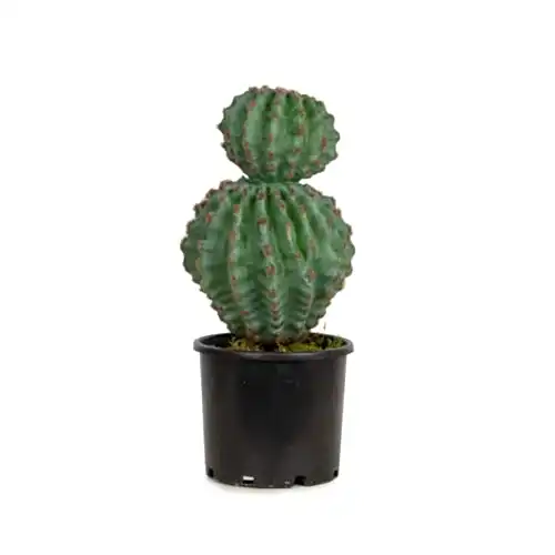 Cactus Ball Pick 46 CM