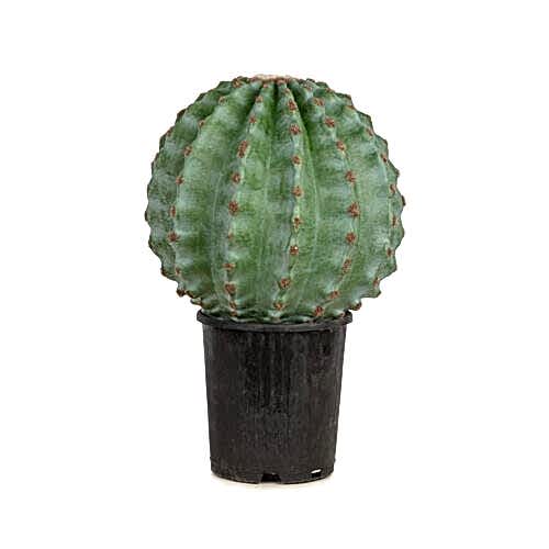 Cactus Ball 41 CM