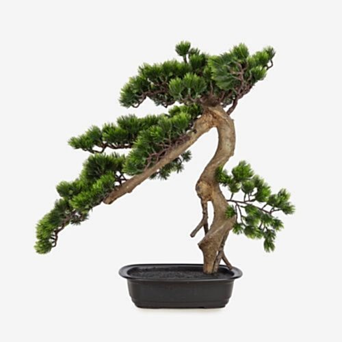 Pine Bonsai 55 CM