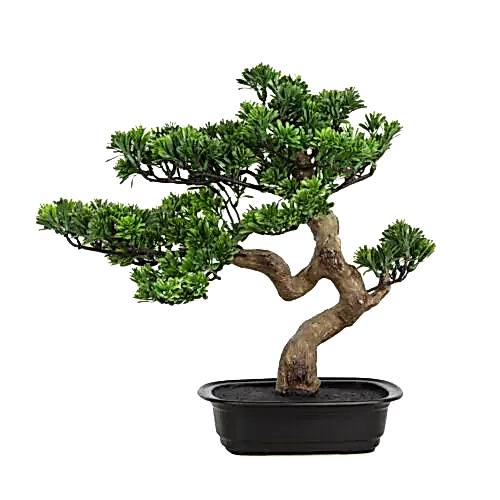 Podocarpus Bonsai 42 CM