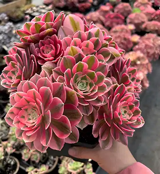 Dekorasyonda Sukulent Kullanımı Önerileri