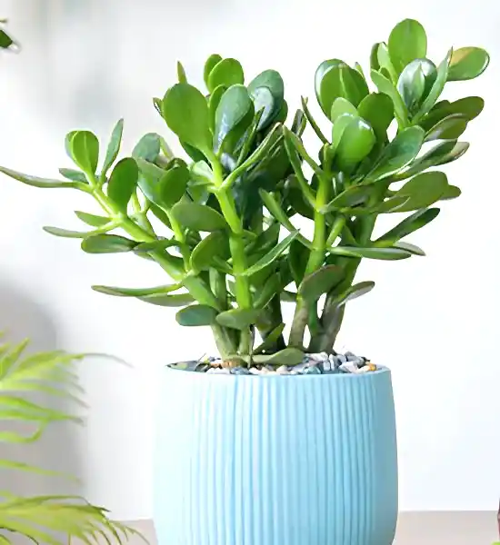 Dekorasyonda Sukulent Kullanımı Önerileri
