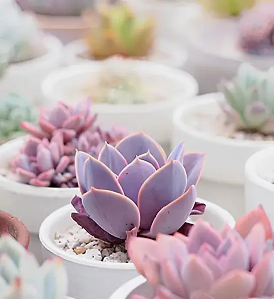 Dekorasyonda Sukulent Kullanımı Önerileri