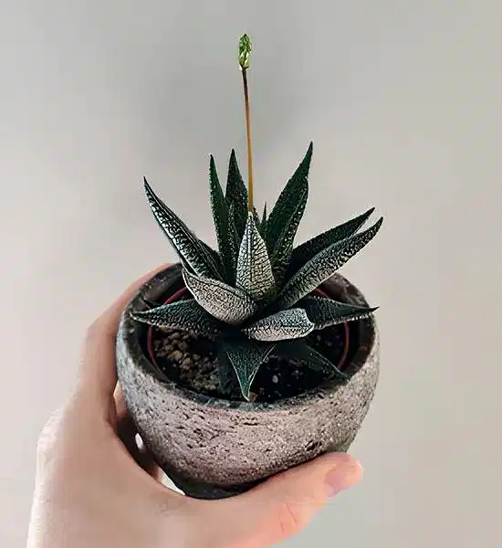 Dekorasyonda Sukulent Kullanımı Önerileri