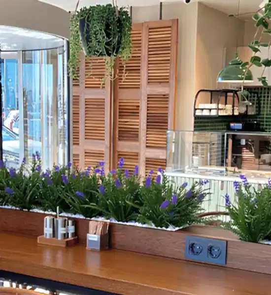 Dekorasyonda Sukulent Kullanımı Önerileri