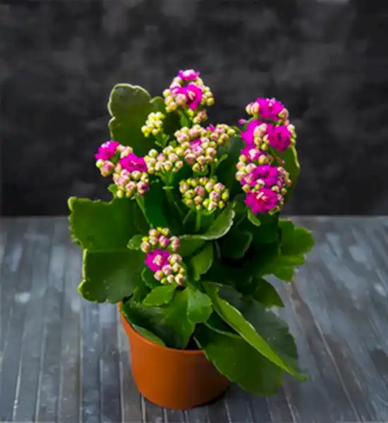 Dekorasyonda Sukulent Kullanımı Önerileri