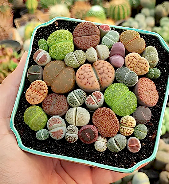 Dekorasyonda Sukulent Kullanımı Önerileri