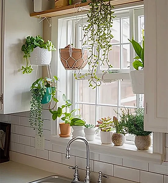 Dekorasyonda Sukulent Kullanımı Önerileri