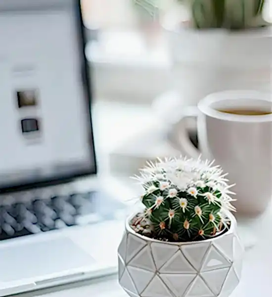 Dekorasyonda Sukulent Kullanımı Önerileri