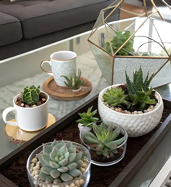 Dekorasyonda Sukulent Kullanımı Önerileri