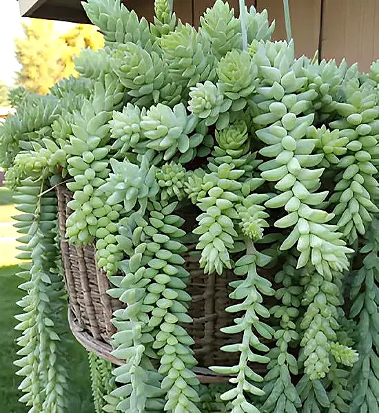 Dekorasyonda Sukulent Kullanımı Önerileri